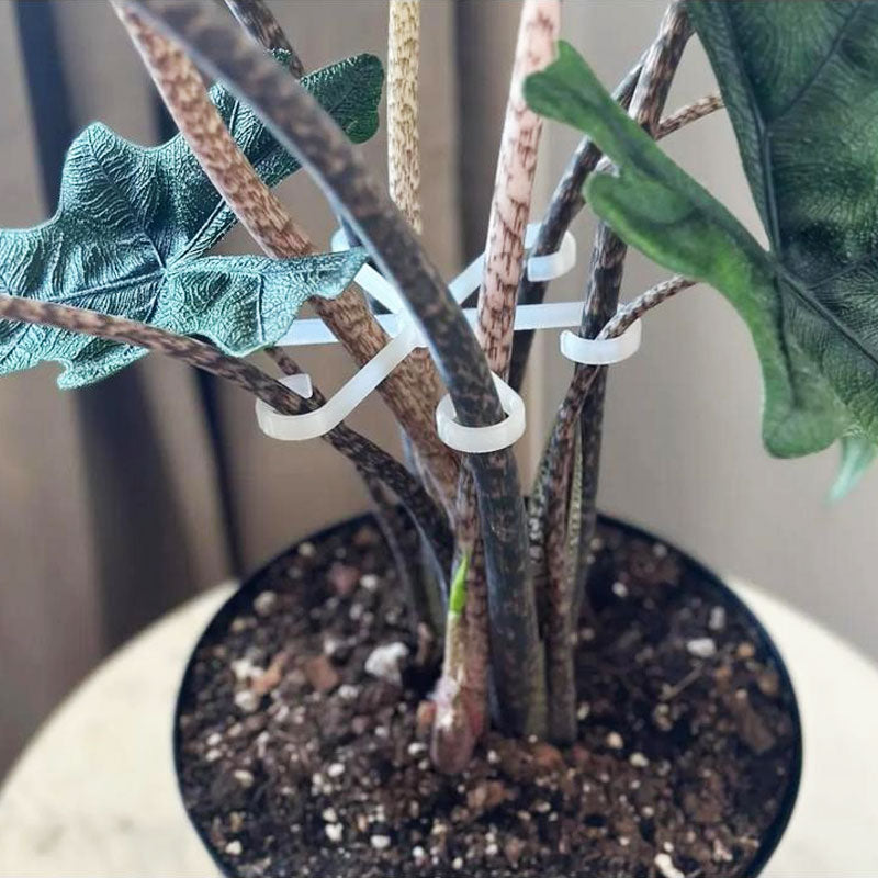 Plant Stem Support (4pcs)