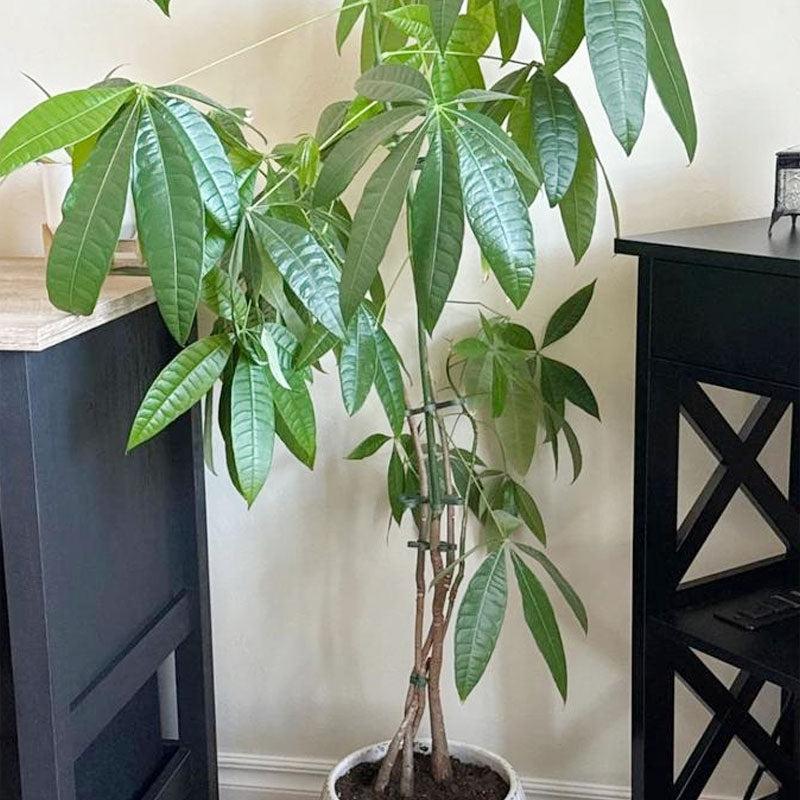 Plant Stem Support (4pcs)